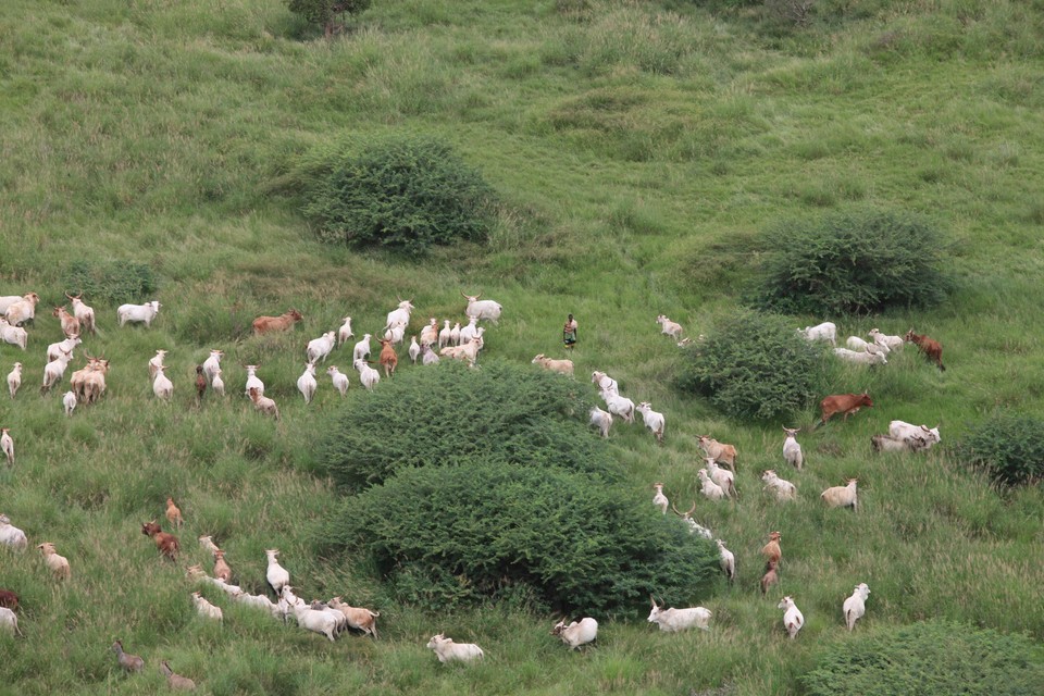 Illegal livestock grazing on Tsavo land. As well as contributing to livestock degration, it depletes scarce resources