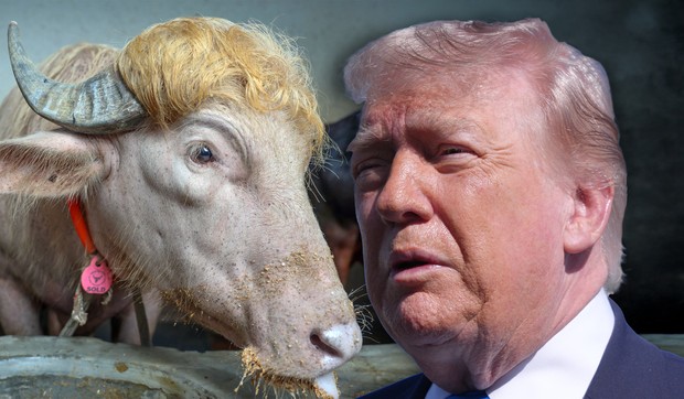 bik Donald Tramp i Donald Tramp