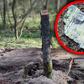 W lesie w Zamościu znaleziono obiekt wojskowy