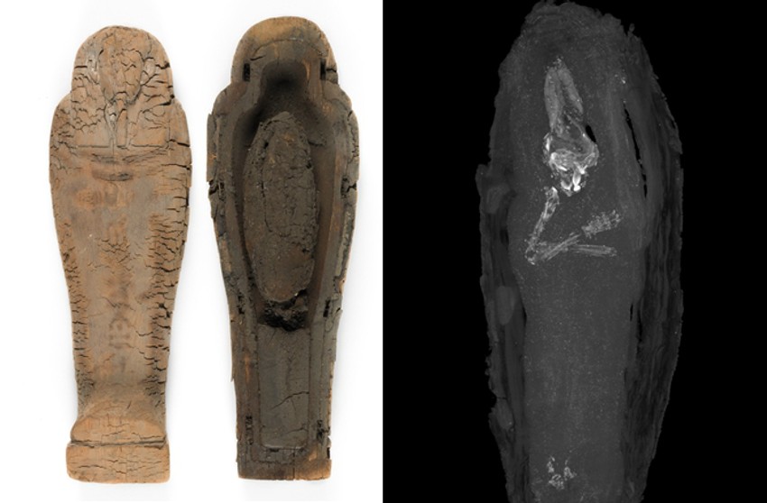 Kovčeg sa mumificiranim fetusom i snimak napravljen pomoću skenera