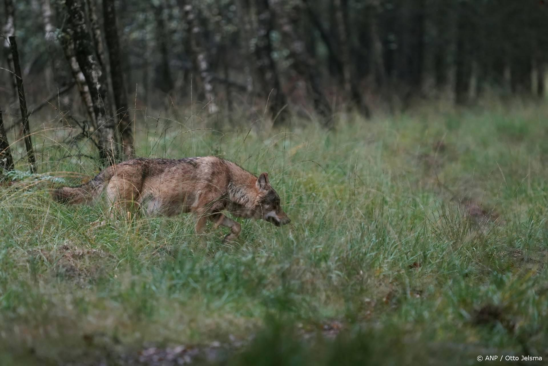 De derde dode wolf in 3 dagen: aangereden op Veluwe waar jacht verlengd wordt