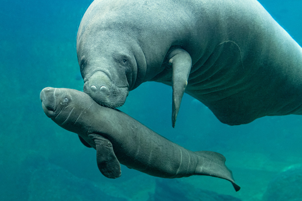 Baby boom w ogrodzie zoologicznym we Wrocławiu: manat