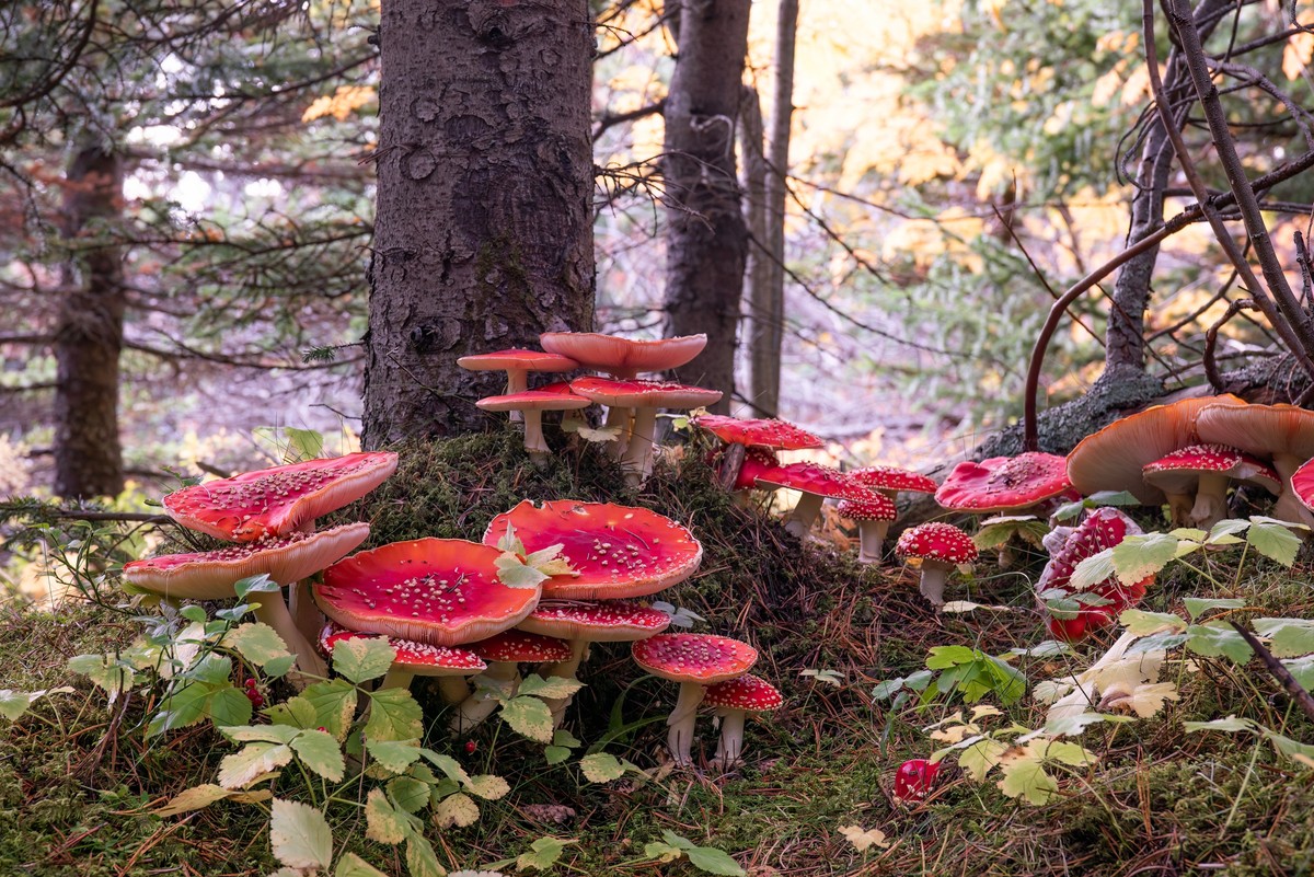 Big,Amanita,Muscaria,Mushroom,Patch,Under,Tree,In,Icelandic,Forest