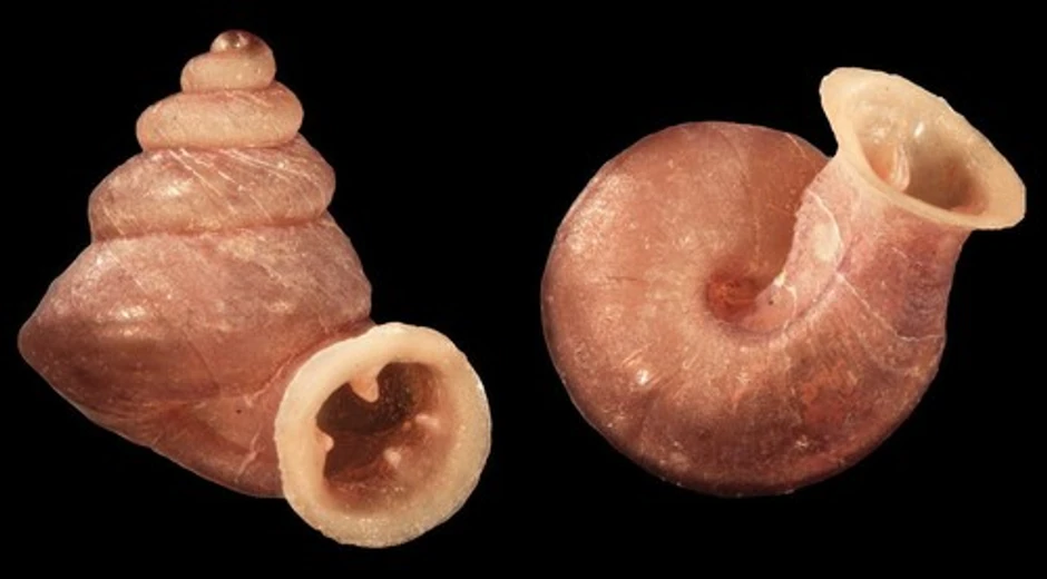 Nova vrsta mikro puža