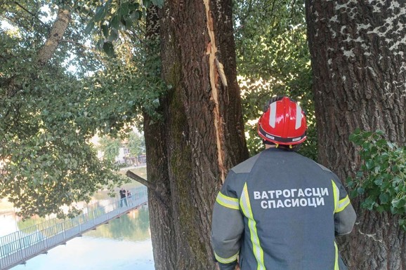 GROM RASCEPAO TOPOLU VISOKU 30 METARA Dramatične posledice nevremena u Prijepolju: Komadi drveta leteli na sve strane, oštećeni automobili