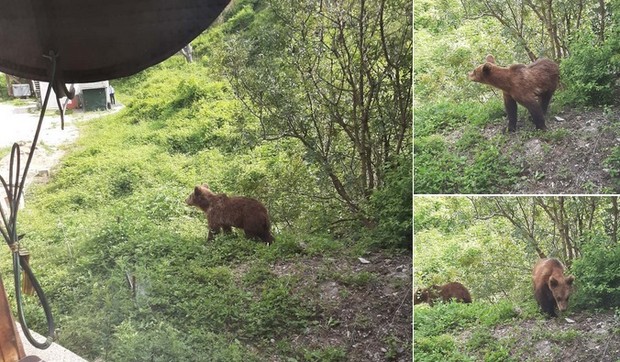 Medvedici Dečani sc ostalo