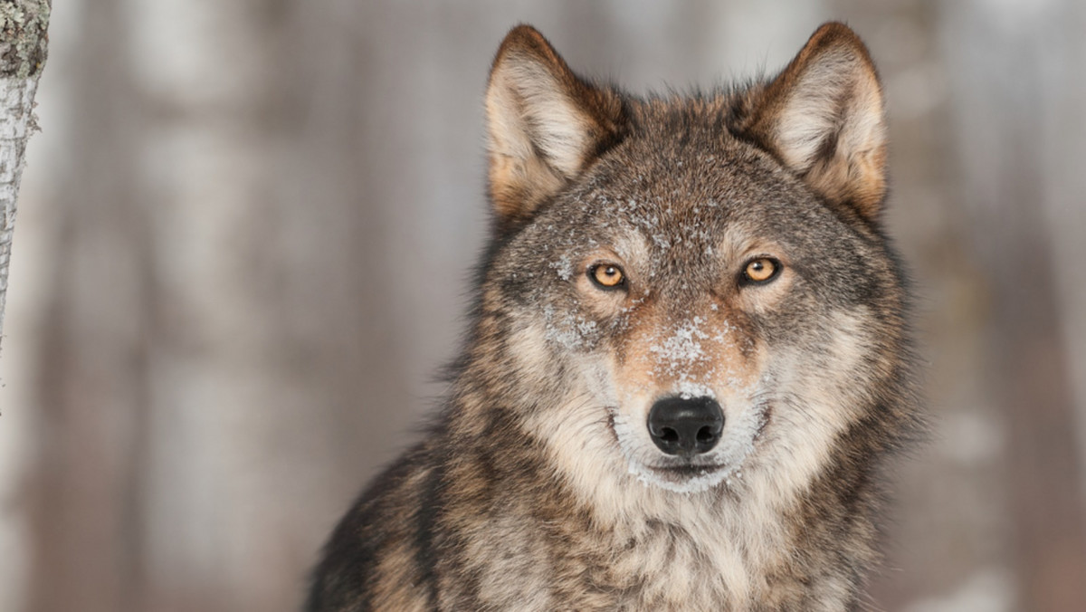 W Polsce wilk należy do gatunków ściśle chronionych, co oznacza, że nie wolno na niego polować – jest to zabronione prawem. Najwięcej wilków żyje w województwach podkarpackim, małopolskim i podlaskim.
