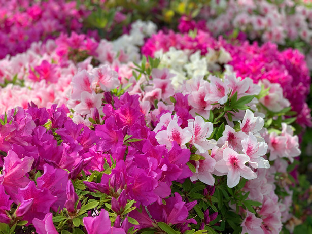 Łacińska nazwa azalii to Rhododendron. Określenie rododendron pochodzi z języka greckiego i oznacza ”drzewo różane”.