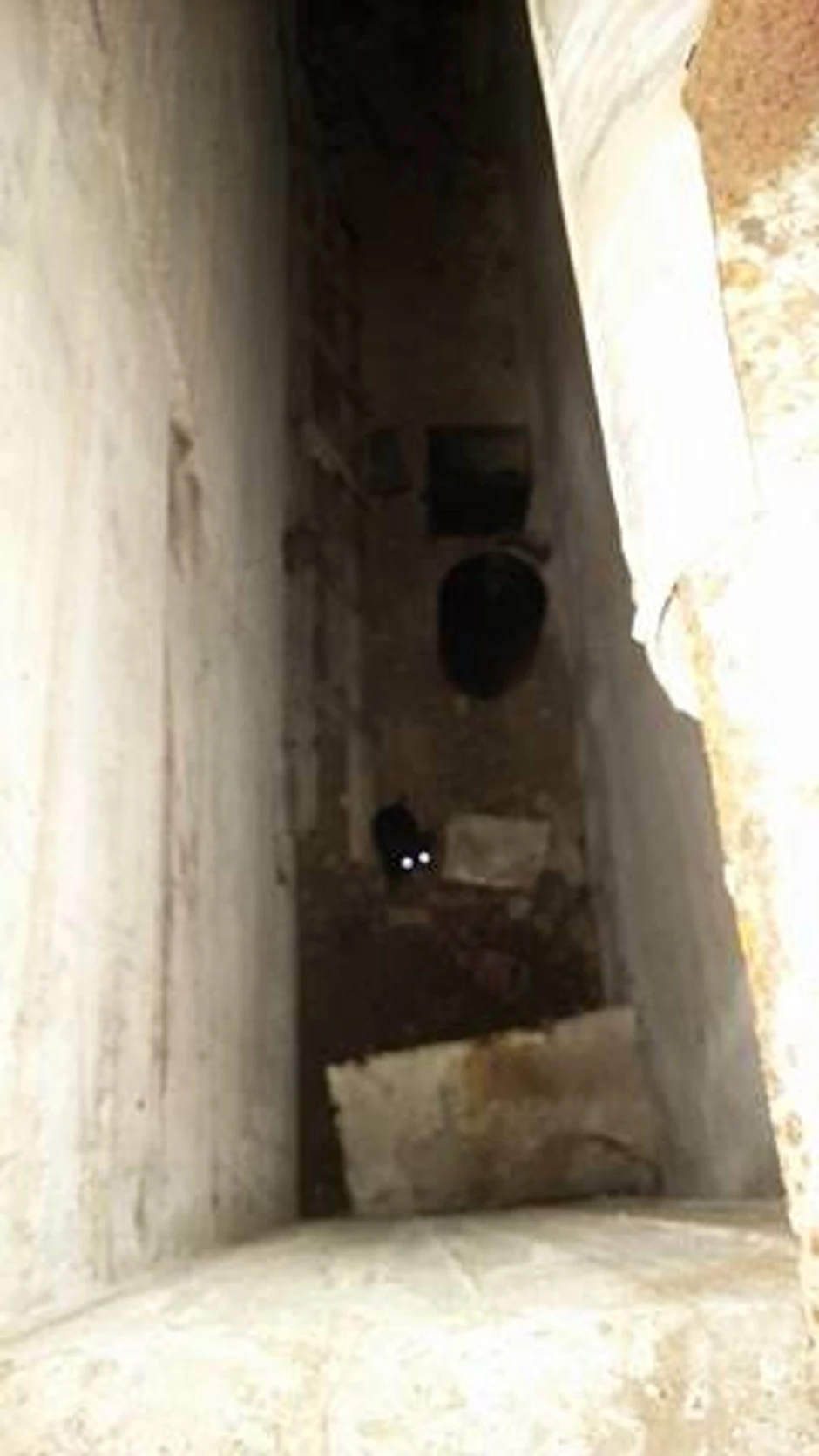 Uplašena kuca u šahti