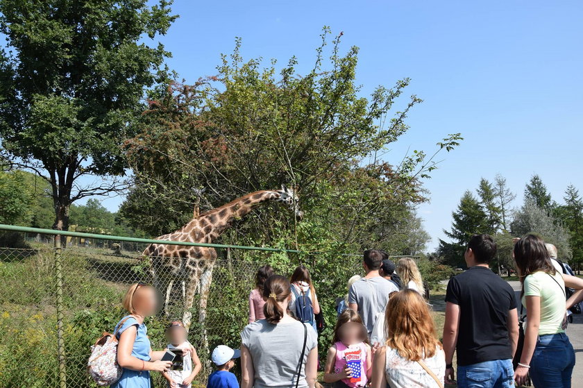 Dokarmianie zwierząt to wielki problem w zoo