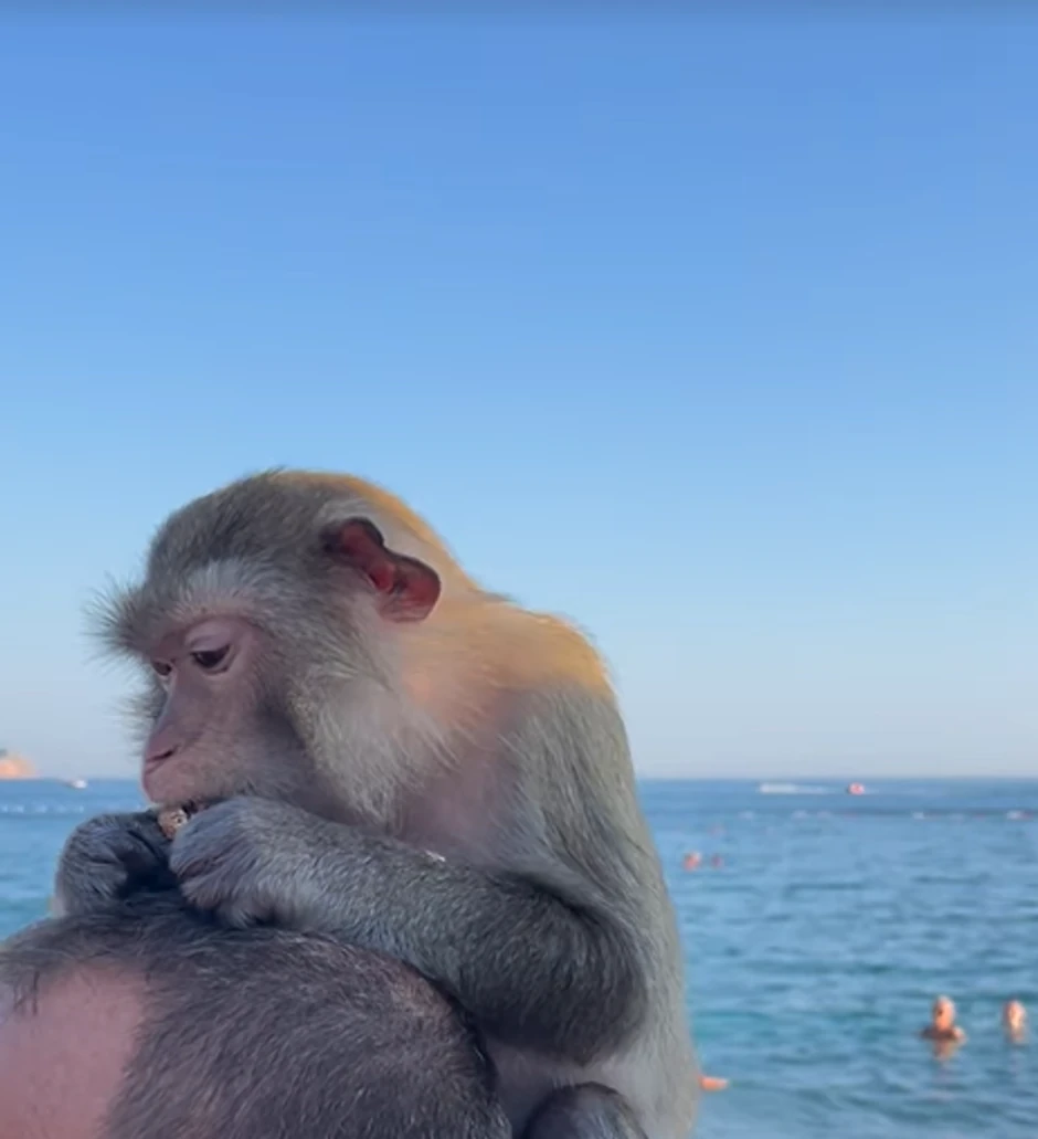 Aleksandra Subotić letovanje