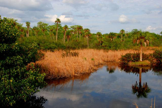 Galeria USA - Park Narodowy Everglades, obrazek 8