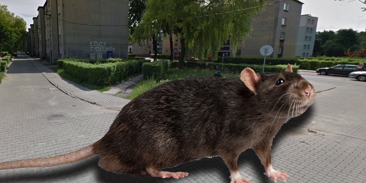 Na tym skwerze w Bytomiu od kilku dni zerują szczury. 