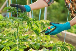 Ogławianie pomidorów - kiedy? Co daje ogławianie pomidorów? Na czym polega ogławianie pomidorów?