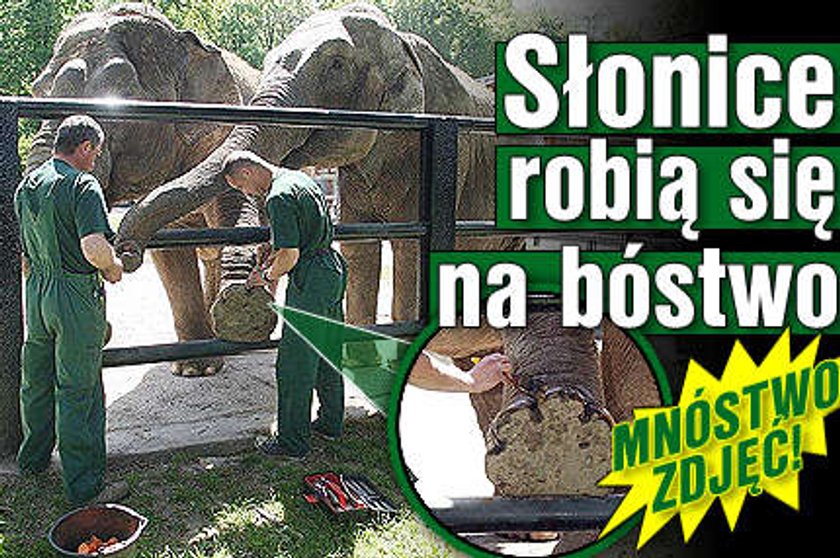 Słonice robią się na bóstwo!