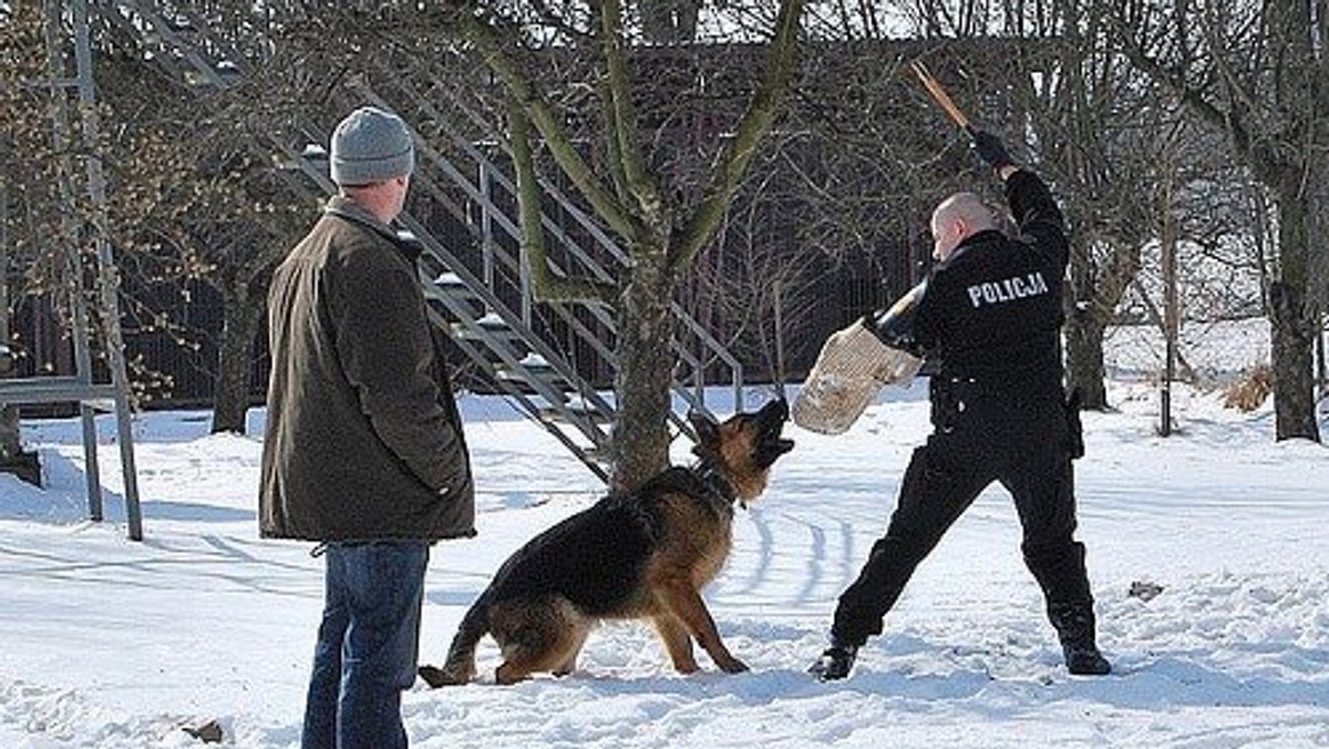 Sześć owczarków niemieckich zdawało egzamin kwalifikacyjny do pracy w podkarpackiej Policji. Niestety, żaden z nich nie sprostał wymaganiom.