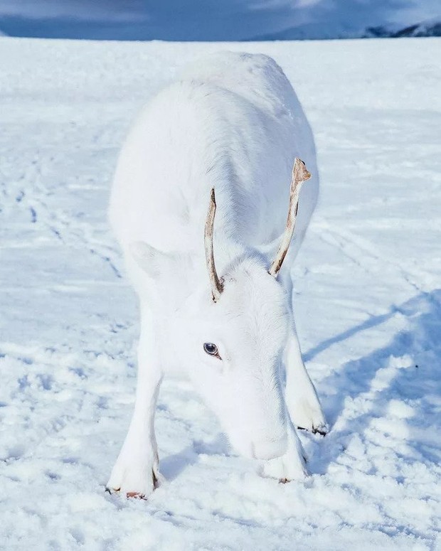 A kicsit félénkebb, fehér rénszarvas