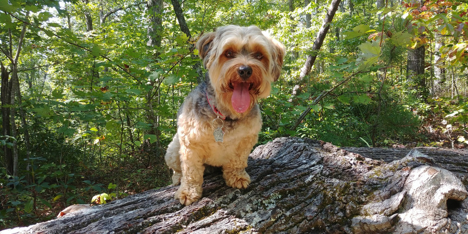 Yorkipoo - to znów pudel, tym razem skrzyżowany z yorkiem