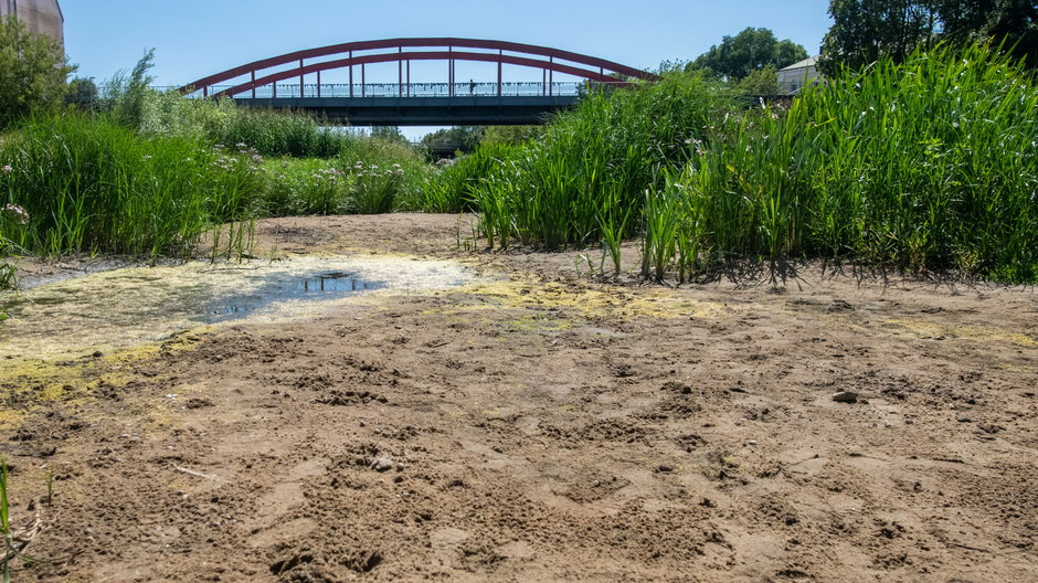 Susza. Niski stan wody w rzece Cybina (woj. wielkopolskie) latem 2022 r. (zdjęcie ilustracyjne).