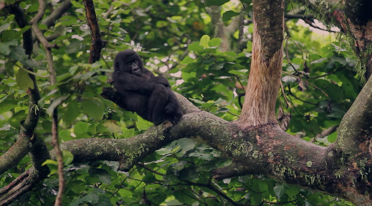 Virunga