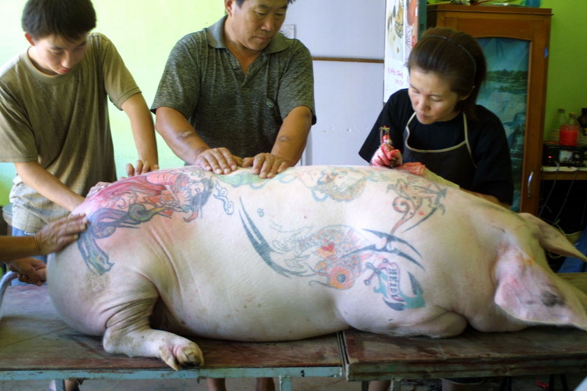 Tatuowane świnie