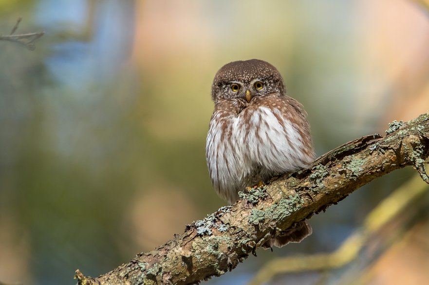 Sóweczka (Glaucidium passerinum)