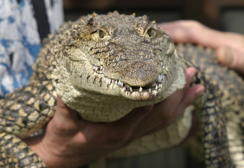 Krokodyl sterroryzował samolot