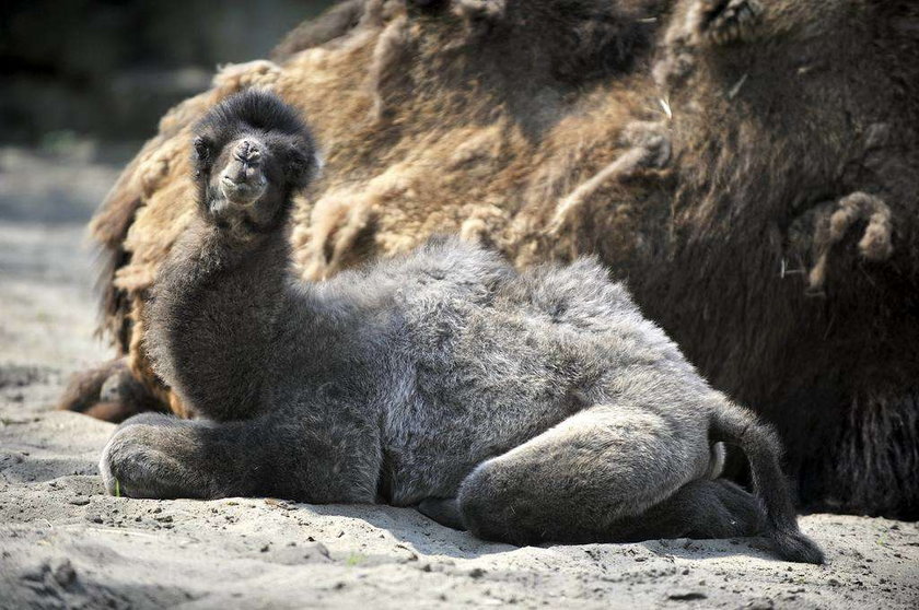 Wielbłąd w zoo