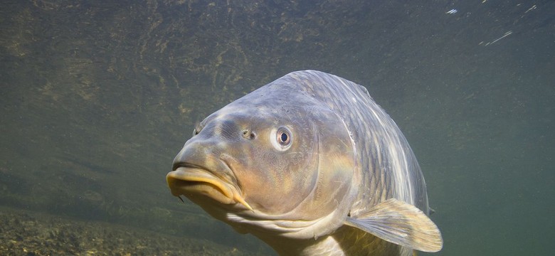 Żywy karp przed świętami? Trudna sprawa