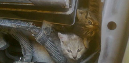 Poseł uratował dwa małe kotki