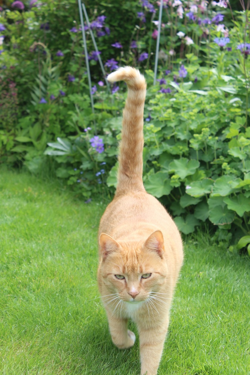 Ce chat qui a trouvé refuge ici apprécie à sa juste valeur l’oasis de verdure à Rapperswil-Jona.