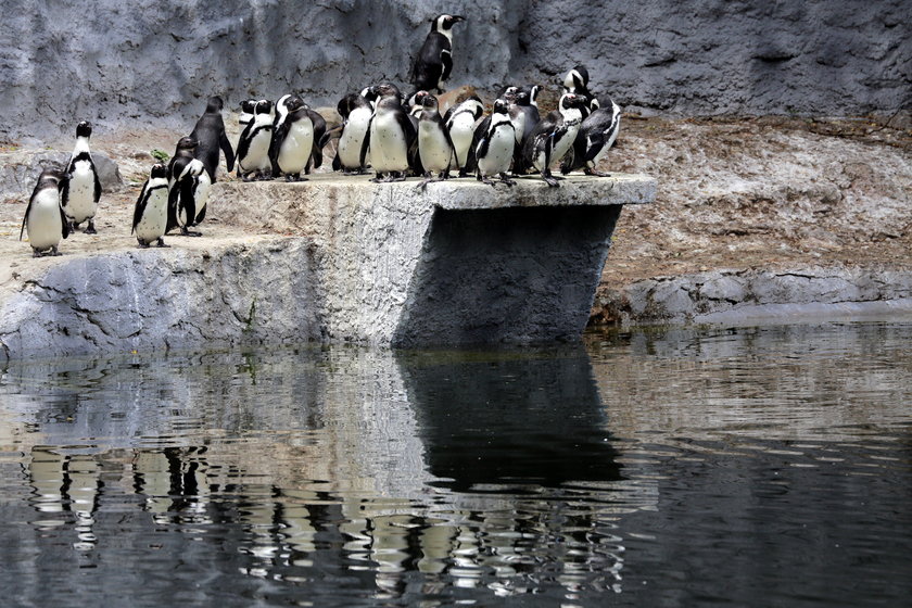 Pokazowe karmienie pingwinów w łódzkim ZOO