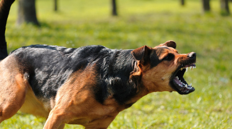 A kutya először hagyta, hogy simogassák, aztán a nőre támadt/Fotó: Northfoto