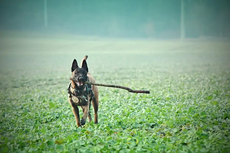 Owczarek belgijski malinois