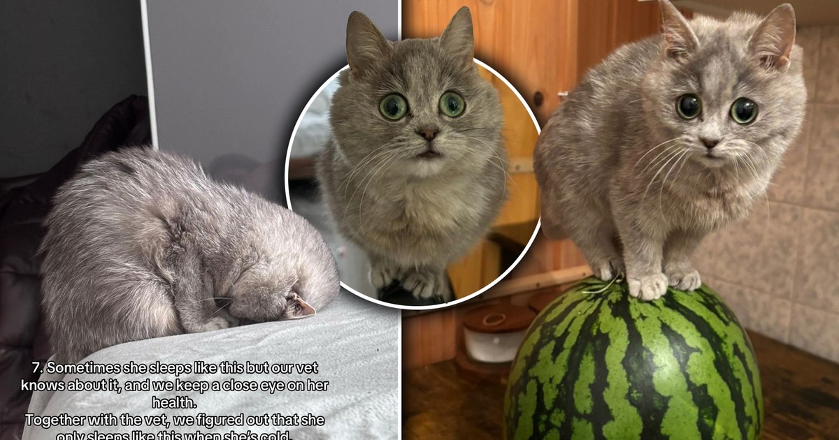 Adoptowała kociaka. Minęły miesiące, a on dalej nie rośnie. Internet "oszalał"