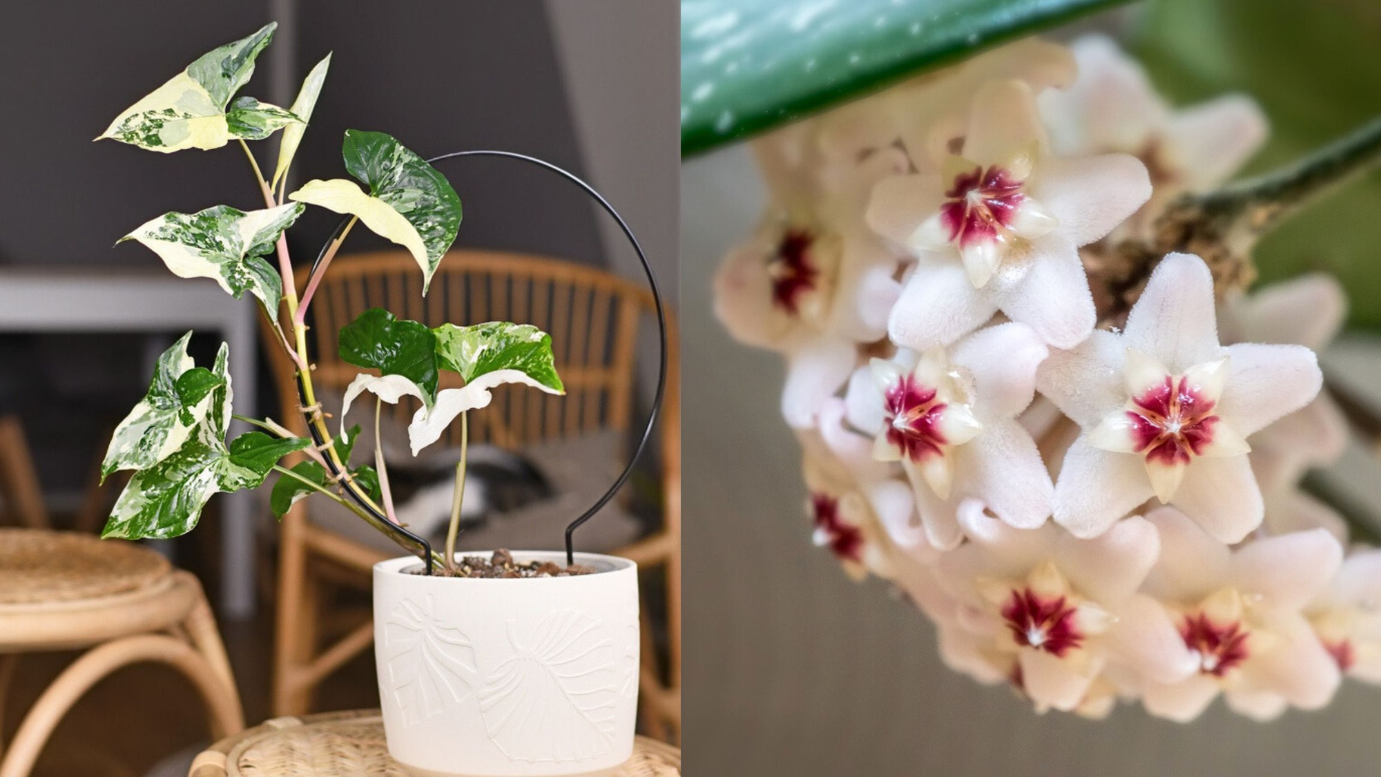 Spoznávate rastliny na obrázku? 