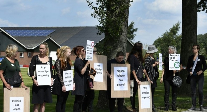 Chickens have feelings too: Dutch animal activists wave banners and placards as they stage a protest at a poultry farm in Witteveen