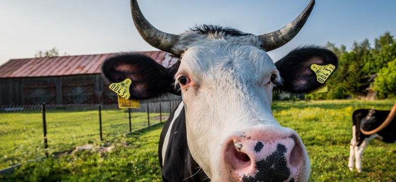 "Krowi Covid" atakuje. Padły już setki zwierząt