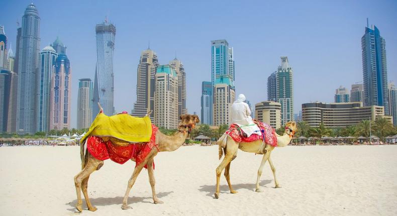 Des chameaux sur le sable devant les immeubles de Dubaï