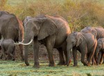Scientists reveal unusual discovery about elephants— it's mind-blowing