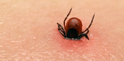 To oni stoją za epidemią boreliozy w Polsce?! Szokująca teoria