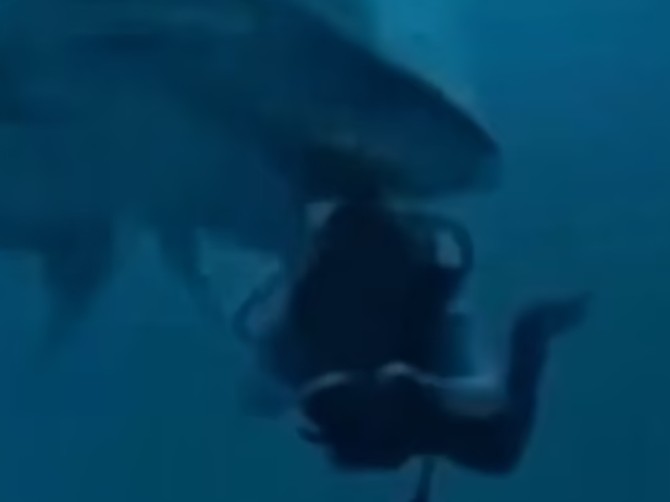 Roniocu ajkula pokušala da odgrize glavu, a onda se desilo nezamislivo čudo