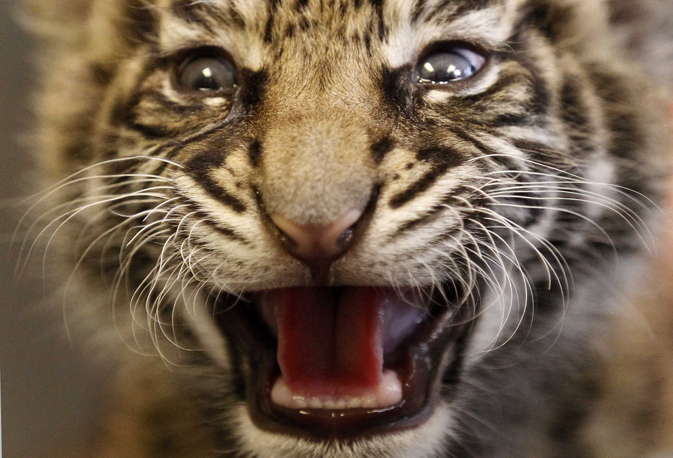 Three week old Sumatra tiger cub Daseep growls out of her box during her first public appearance at the zoo in Frankfurt