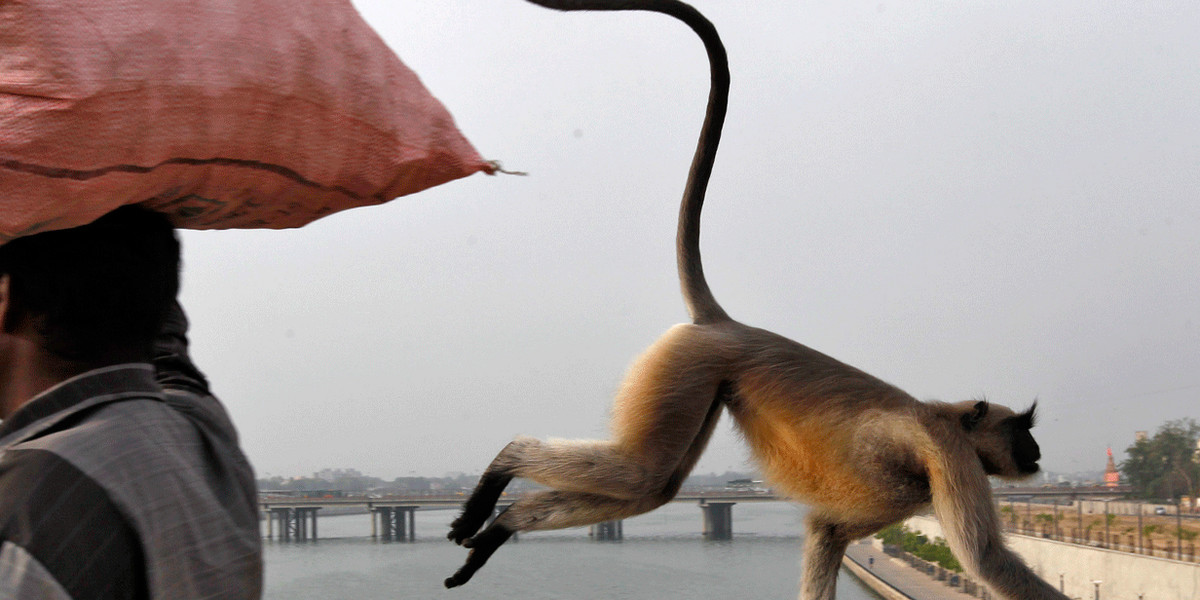 A monkey crossing a bridge on the Sabarmati River in Ahmedabad, India.
