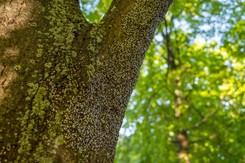 Skupieniec lipowy atakuje polskie ogrody. Czy owad jest groźny?