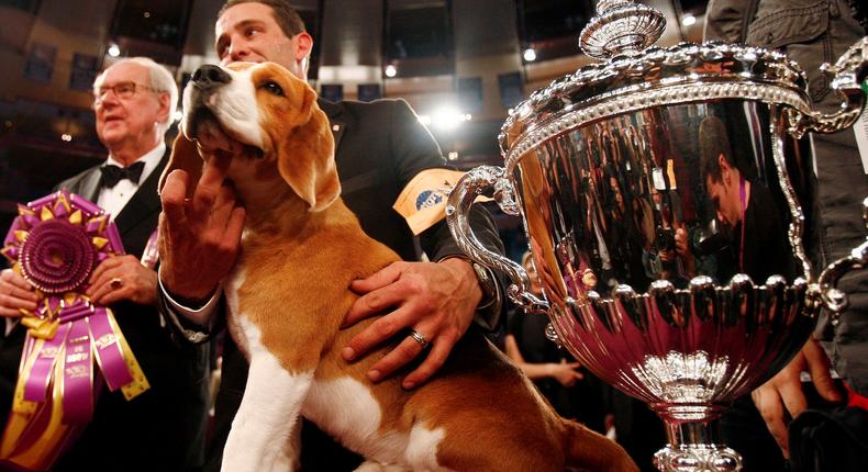 Uno, a 15-inch beagle, poses with handler Aaron Wilkerson after winning Best in Show at the 132nd Westminster Kennel Club Dog Show at Madison Square Garden in New York.