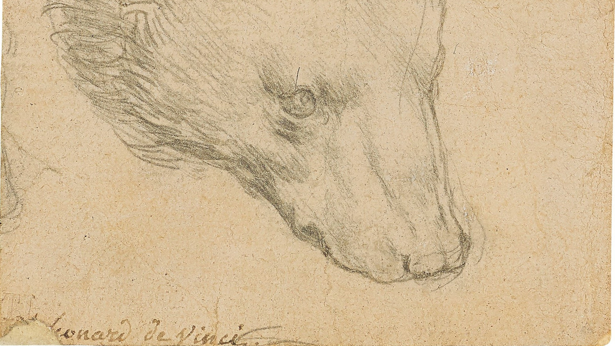 Studium głowy niedźwiedzia - jeden z nielicznych rysunków Leonarda da Vinci, który pozostaje w prywatnych rękach - trafi w lipcu na aukcję w Londynie. Jak podaje dom aukcyjny Christie's, niewielkie dzieło może zostać wylicytowane nawet za 12 mln funtów, czyli ponad 63 mln zł.