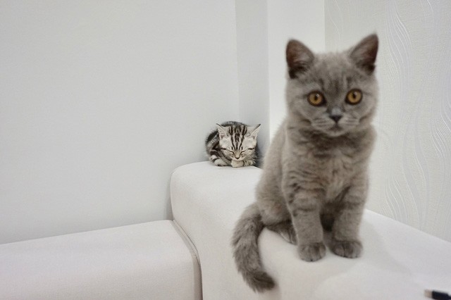 Illés Fanni: Életem két cicussal