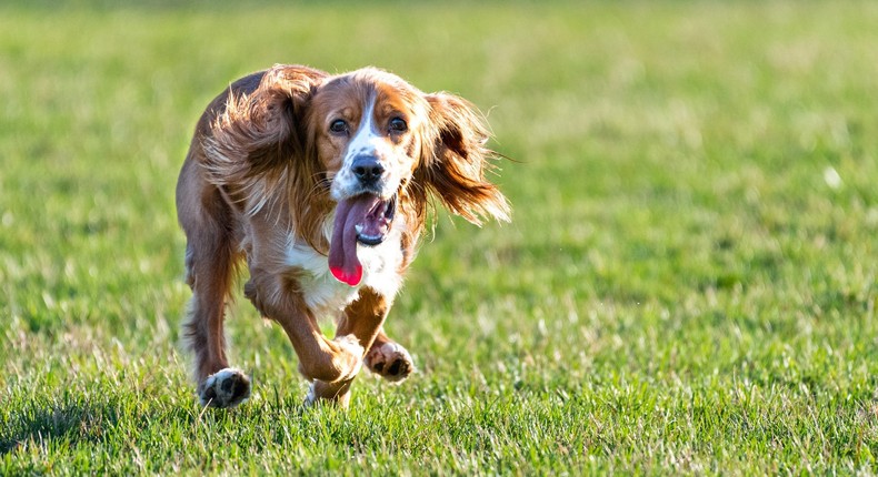 Zoomies can help your dog blow off steam and show their excitement and delight during playtime.Roberto Machado Noa/Getty Images