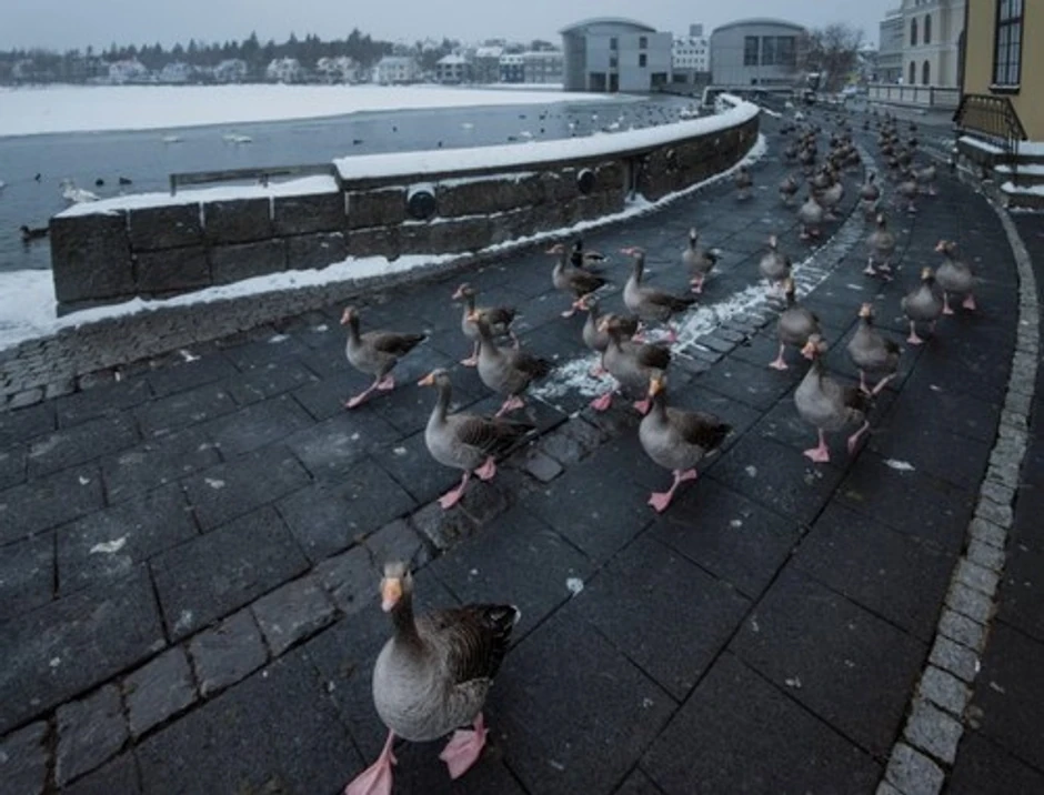 Guske hodaju pored jezerceta u Rejkjaviku